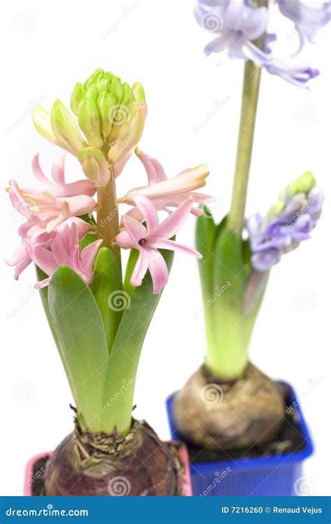 Hyacinths in pots stock photo. Image of flora, blooming - 7216260