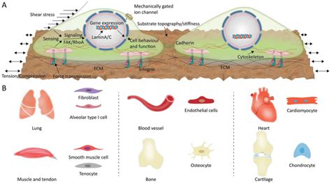 A) Mechanosensing and mechanotransduction of mammalian cells. B ...