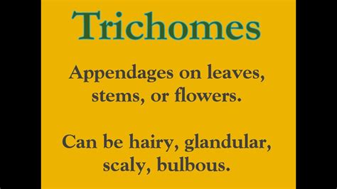 What are trichomes? - YouTube