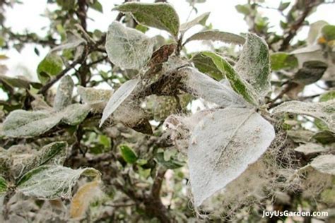 Whiteflies On Plants: How to Identify & Control These Plant Pests