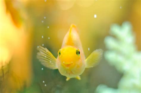 Fish Names: 400+ Fabulously Flawless Names for Fish | My Pet's Name