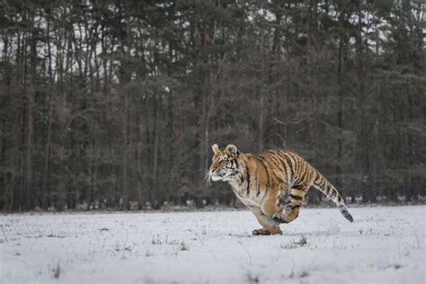 Young Siberian tiger hunting in snow stock photo