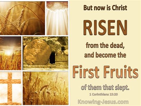 28 Bible verses about First Fruits