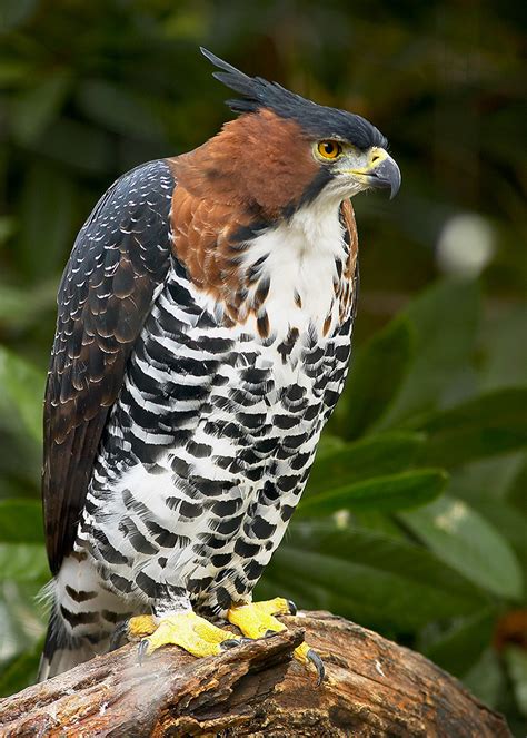 Ornate Hawk-Eagle | Clayton | Flickr