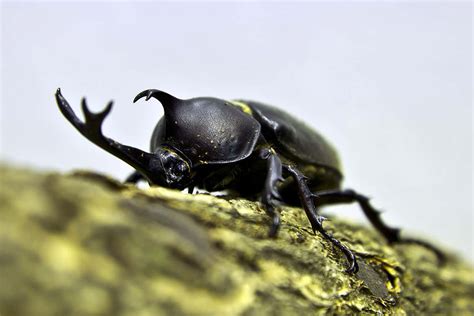 Baby Rhinoceros Beetle - Goimages Now