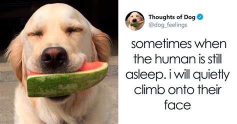 30 Of The Funniest Dog Thoughts That Dog Owners Understand Too Well (New Pics) | Bored Panda