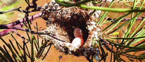 Grey Honeyeater nest with two eggs. Photo: Steve Elson. | Download ...