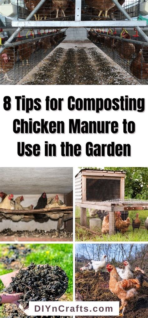 8 Tips for Composting Chicken Manure to Use in the Garden - DIY & Crafts