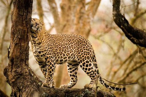 10 Things You Need To Know About Indian Leopards | Nature inFocus