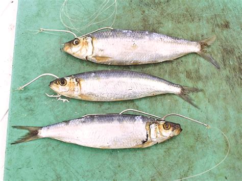 Serve 'em a Cold Sardine - Florida Sportsman