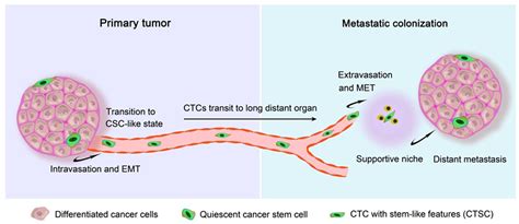 Frontiers | Circulating Tumor Cells: From Theory to Nanotechnology-Based Detection