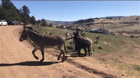 Cripple Creek donkeys released from their winter pens