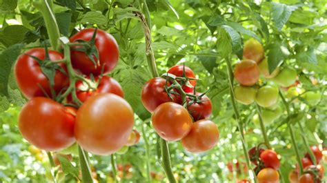 Hydroponic Tomatoes May One Day Be Tastier Than Ones Grown Outside ...