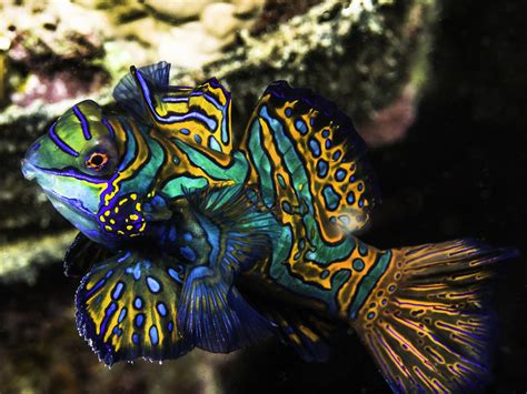 Mandarin fish photo and wallpaper. Cute Mandarin fish pictures