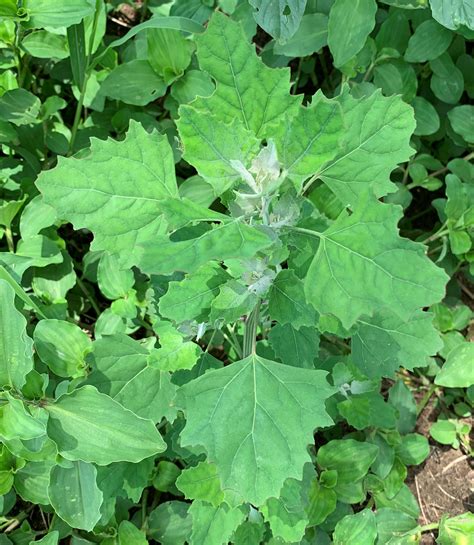 Common lambsquarters - UF/IFAS WFREC Weed Science Program - University ...