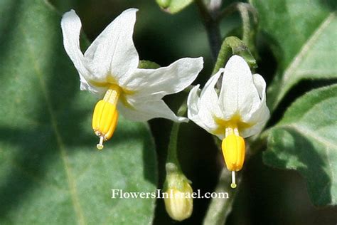 Flora of Israel: Solanum nigrum