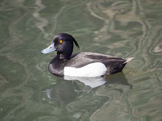 Tufted duck | London Wetlands Centre | James Petts | Flickr