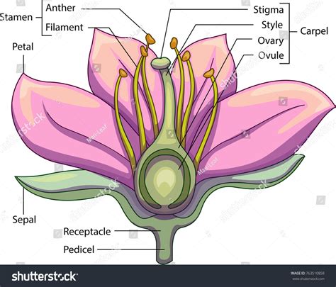 Flower Structure Photos, Images & Pictures | Shutterstock