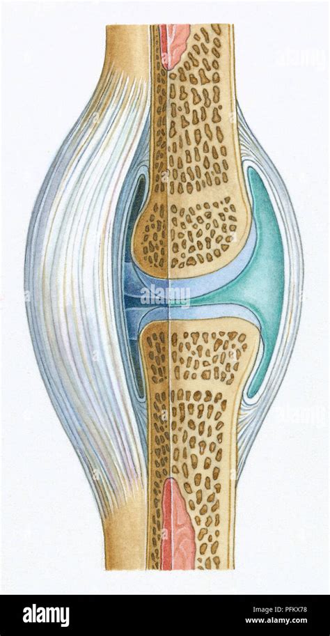 Synovial Fluid High Resolution Stock Photography and Images - Alamy