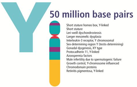 How Are Changes in the Y Chromosome Related to Health Conditions? - StoryMD