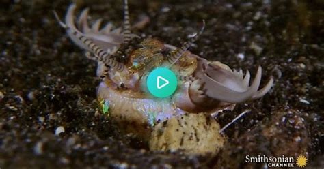 sand striker / bobbit worm : r/MarineBiologyGifs