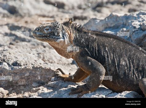 Galapagos Land Iguana Stock Photo - Alamy