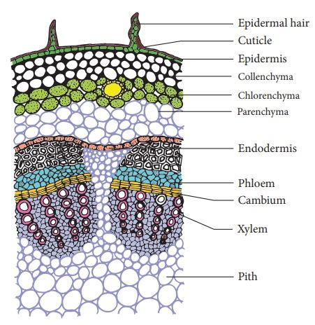 Cross Section Of Dicot Stem