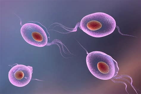 Trichomoniasis Symptoms, Treatment, Pictures | STD Trichomoniasis