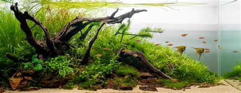 Aquascape Aquarium Plant Tank Fresh Water Stock Photo - Download Image Now - iStock