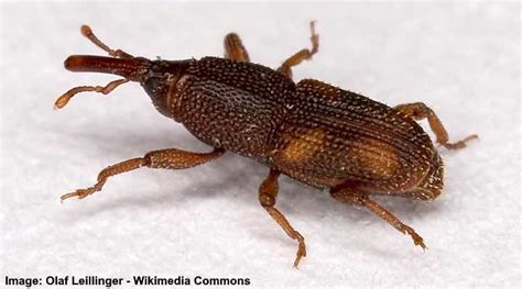 Weevils in Rice (Rice Bugs): Causes and Treatments