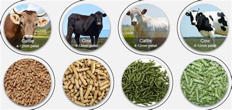 Cattle Feed Pellet Machine, Cattle Feed Production Line, Cattle Feed Equipment -- RICHI