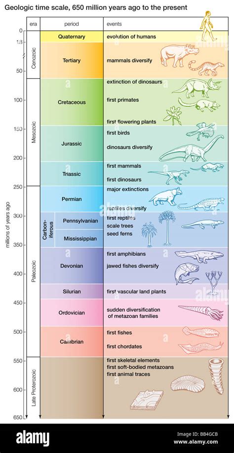 A geologic time scale shows major evolutionary events from 650 million ...