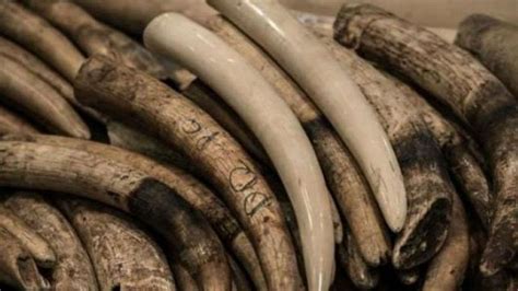 DRI seizes 24 pieces of ivory weighing 6 kg worth Rs 35 lakh in Assam