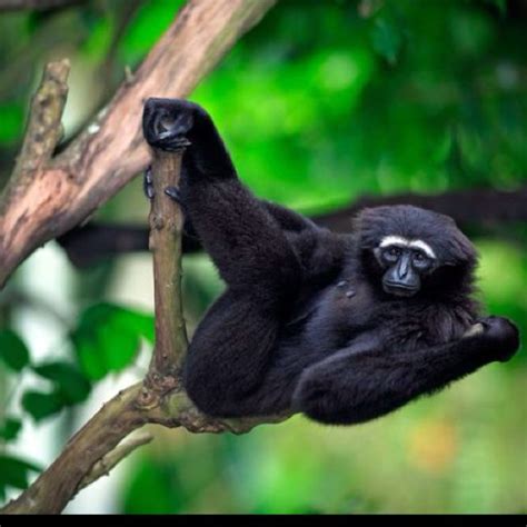 Gibbons. These iconic tree dwellers are among the most threatened ...