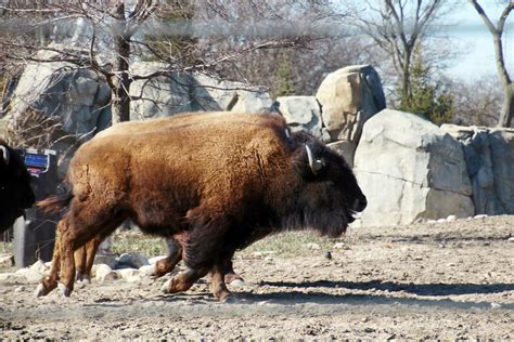 Running Bison by Randy Lubbering · 365 Project