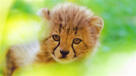 Cheetah Cute Cub 4k, HD Animals, 4k Wallpapers, Images, Backgrounds, Photos and Pictures