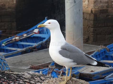 Sea Gulls at the Atlantic Ocean Stock Photo - Image of active ...