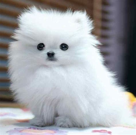 Fluffy Dog Breeds: Cute and Funny Dog | Fluffy dogs, Dog breeds, Fluffy ...