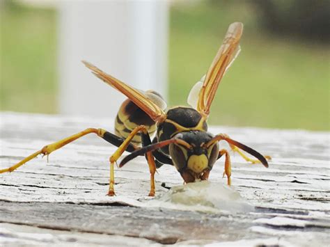 A wasp eating some honey : r/pics