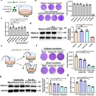 Preactivated intestinal intraepithelial lymphocytes (IELs) protect... | Download Scientific Diagram