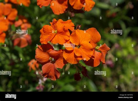 Erysimum - Apricot Twist, Wall flower Stock Photo - Alamy