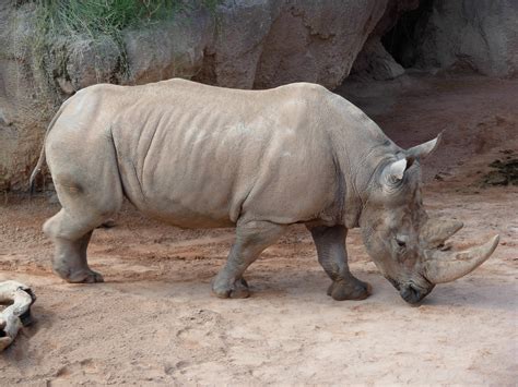 Southern white rhinoceros | Wiki | Everipedia