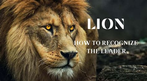 How to recognize the dominating lion in pride? Discover here! - Proto ...