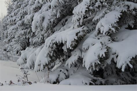 Snowy Trees Free Stock Photo - Public Domain Pictures