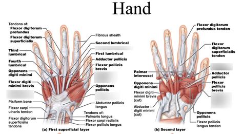 hand muscles Diagram | Quizlet