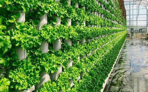 Why Indoor Vertical Farming is Better Than Traditional Agriculture