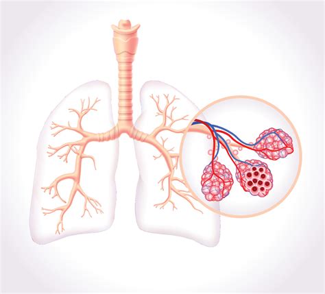 Diagram showing the healthy trachea and air sacs of the human lungs ...