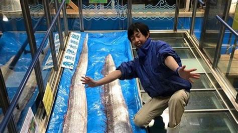 Dead deep-sea oarfish spark earthquake and tsunami fears in Japan | World News | Sky News