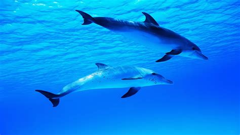 Dolphin Underwater Wallpaper - WallpaperSafari