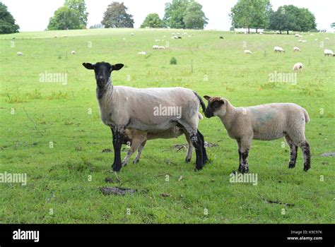 National Trust Wales Stock Photo - Alamy